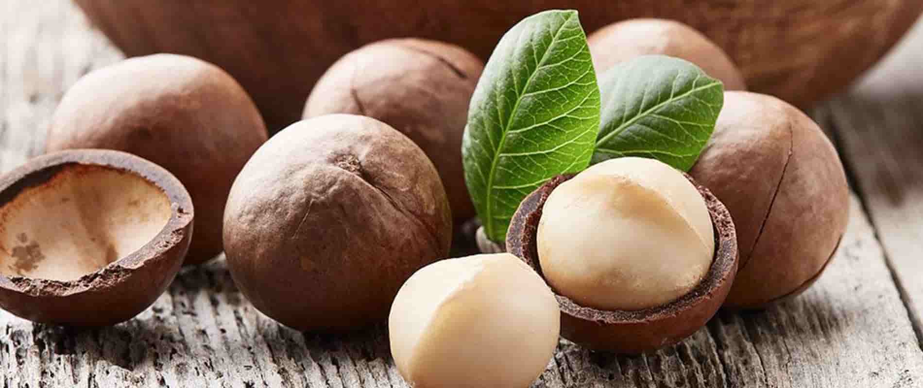 قیمت فندق ماکادمیا + خرید باور نکردنی